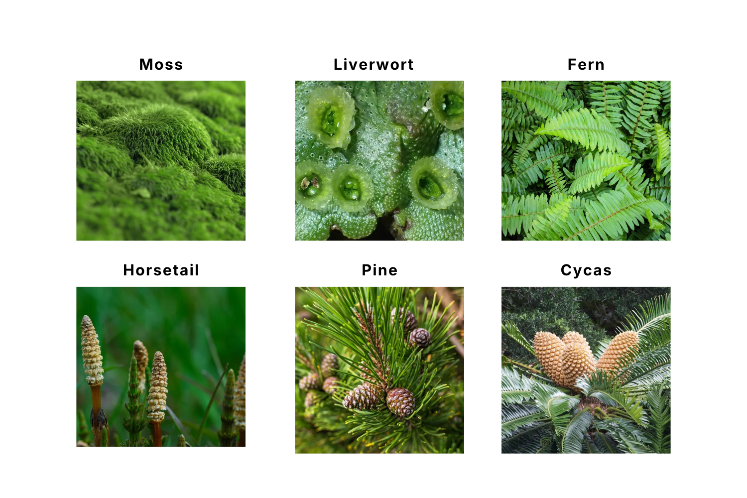 6 examples of non flowering plants