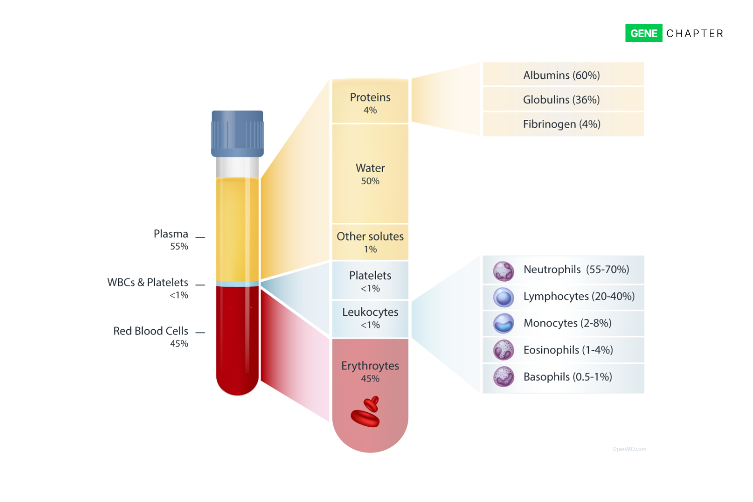 components of blood plasma
