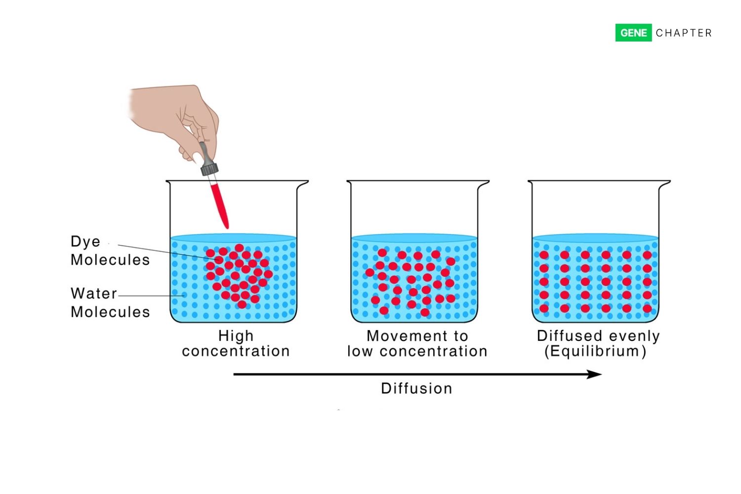 diffusion diagram showing red dye molecules spreading through water in three beakers  from high concentration to low concentration until evenly distributed at equilibrium