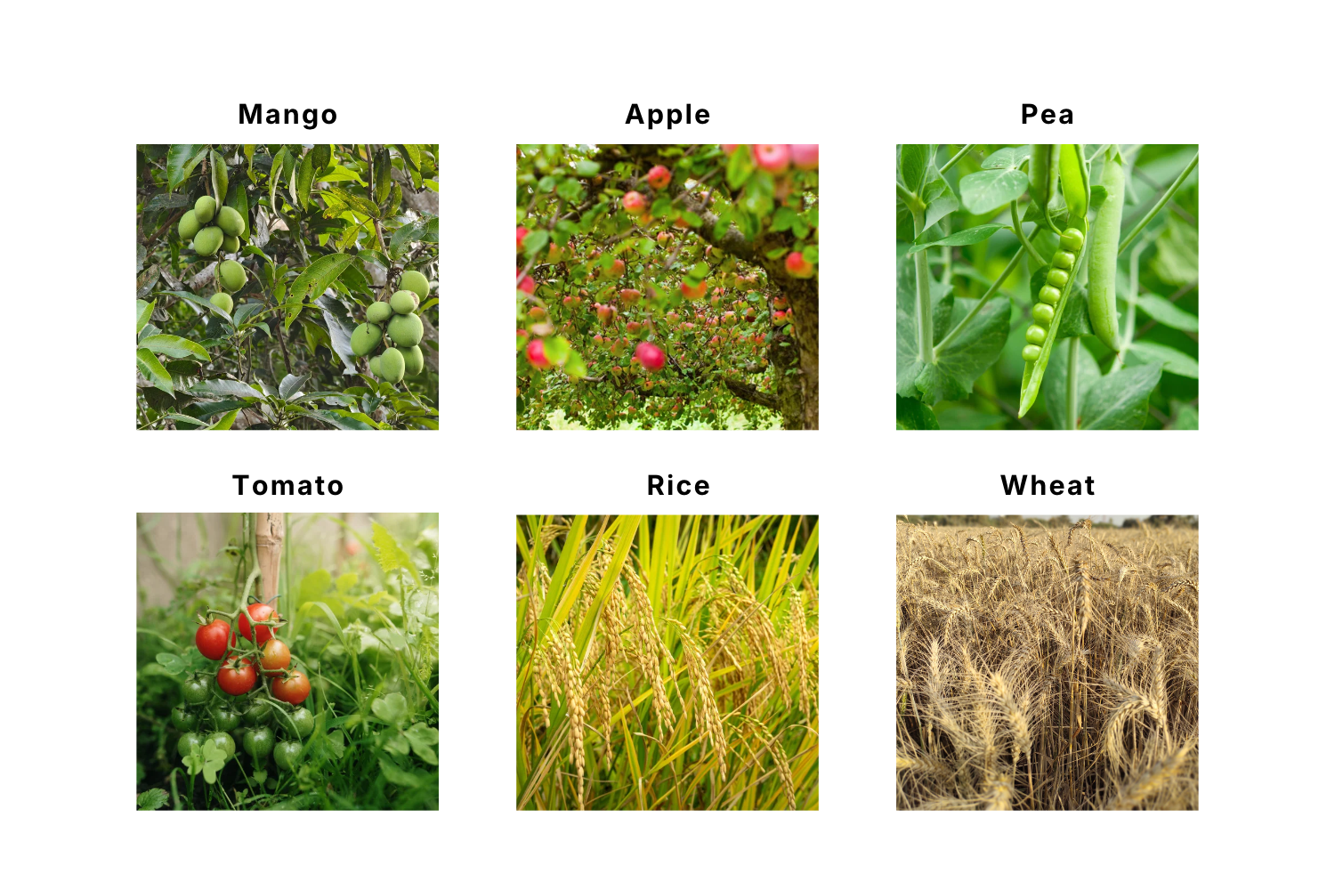 examples of flowering plants