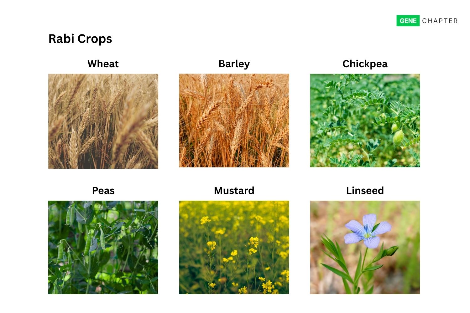 examples of rabi crops
