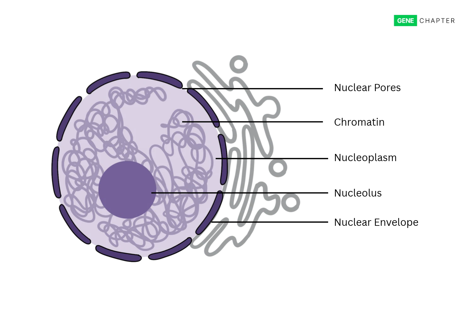 labelled diagram of nucleus