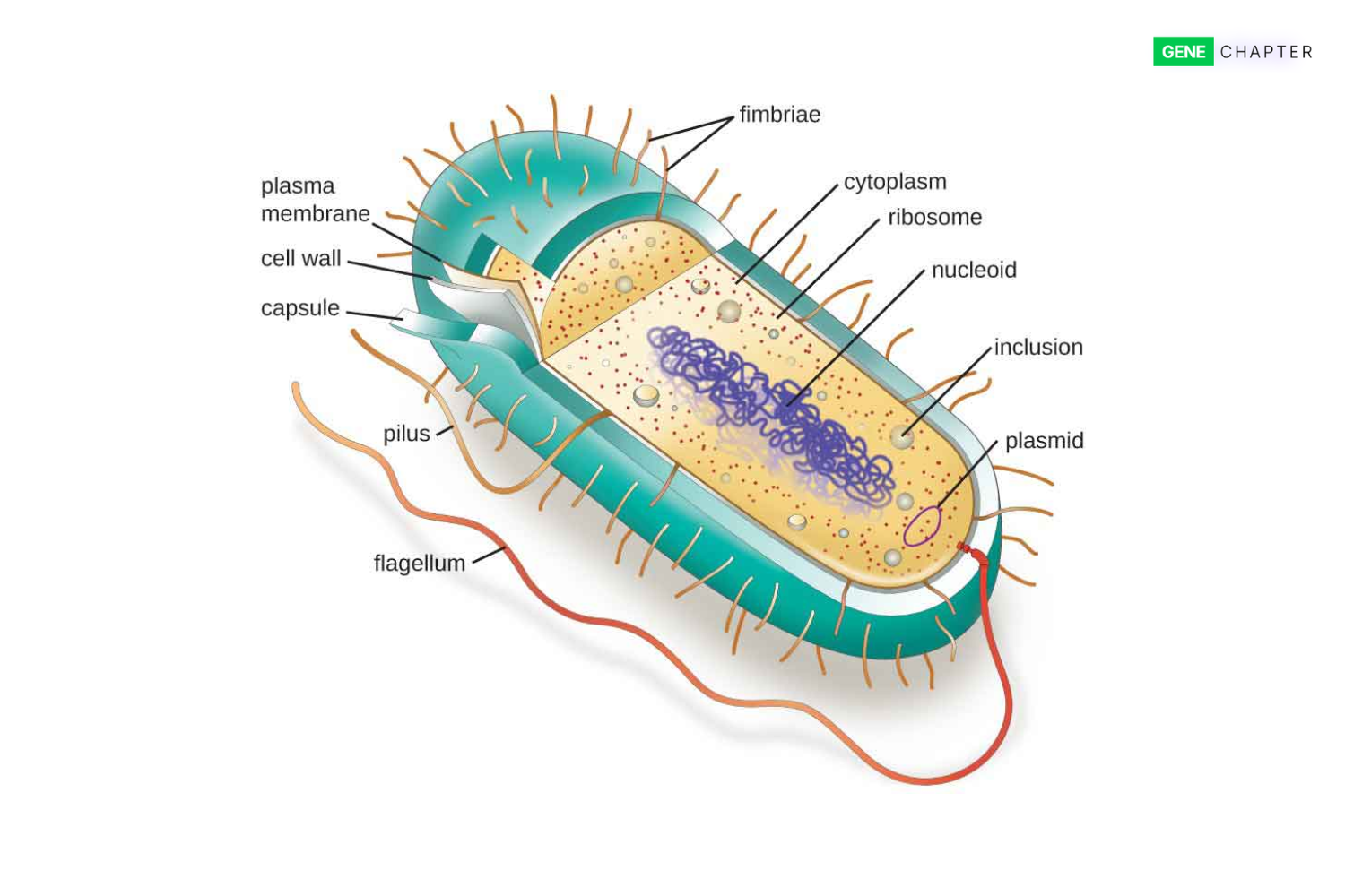 morphology of a bacteria