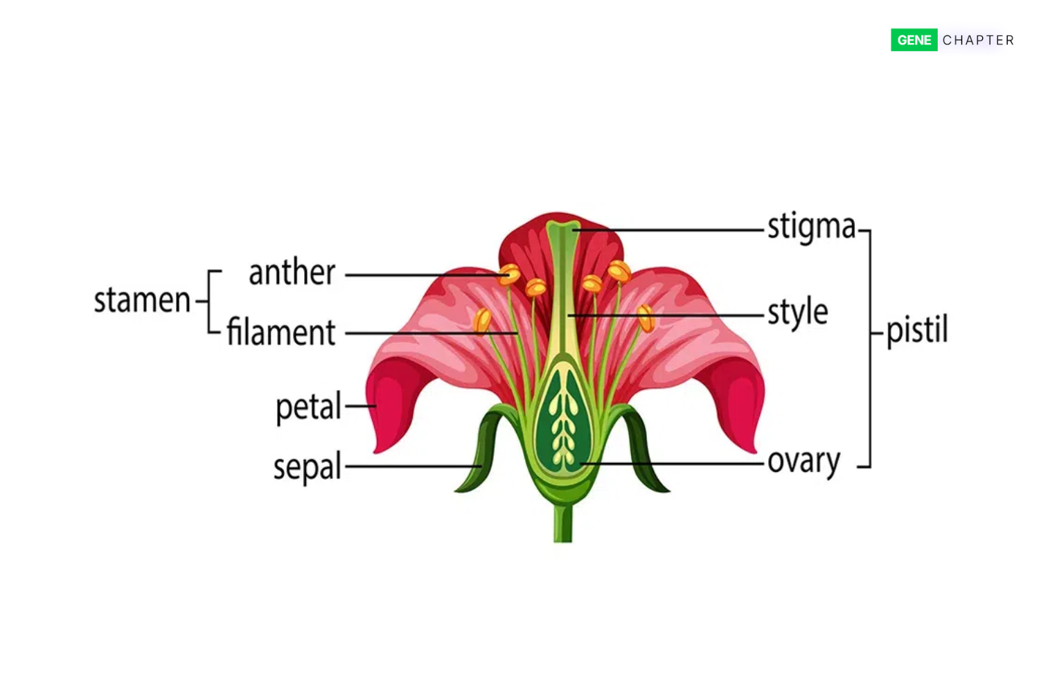 parts of flower