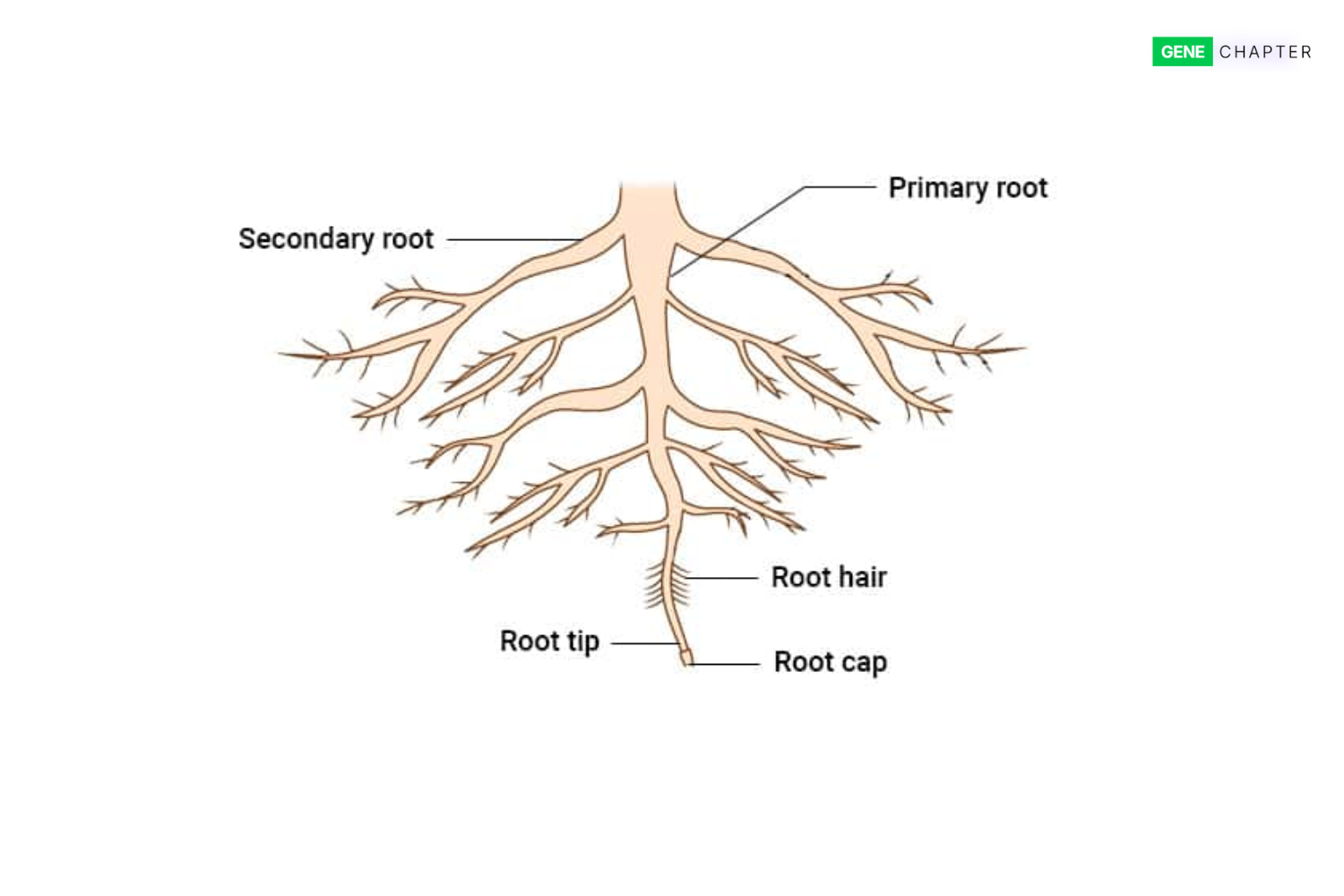 parts of plant roots