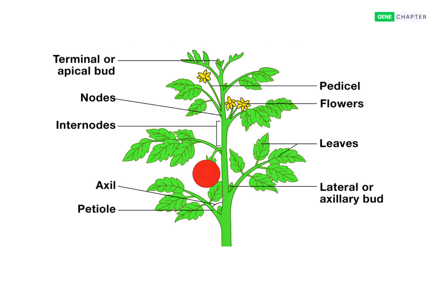 parts of plant stem