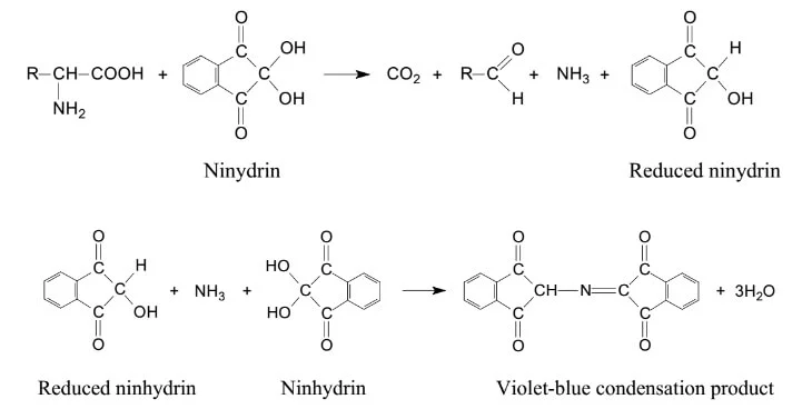 principle of ninhydrin test
