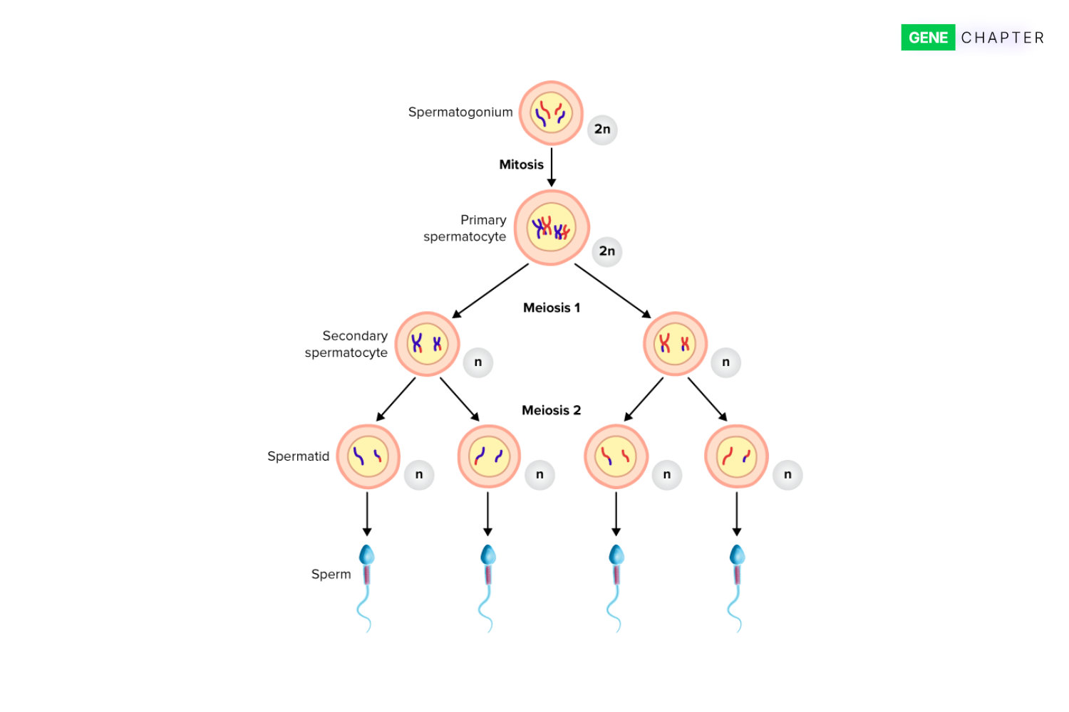 process of sperm productioon   spermatogenesis 