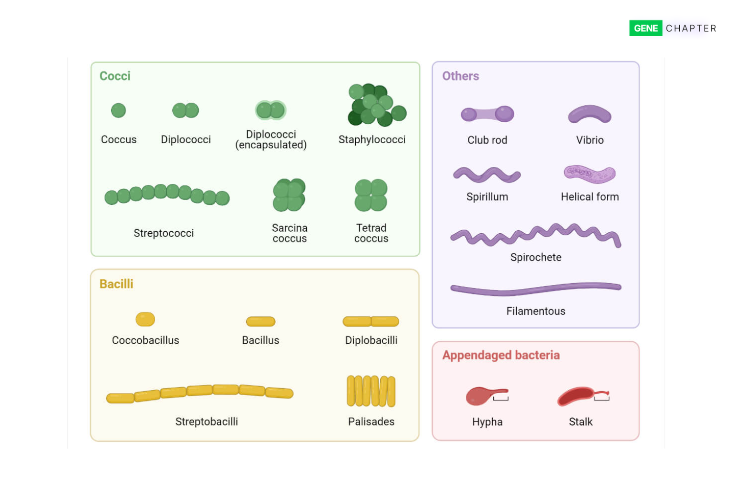 shape and arrangement of bacterial cells