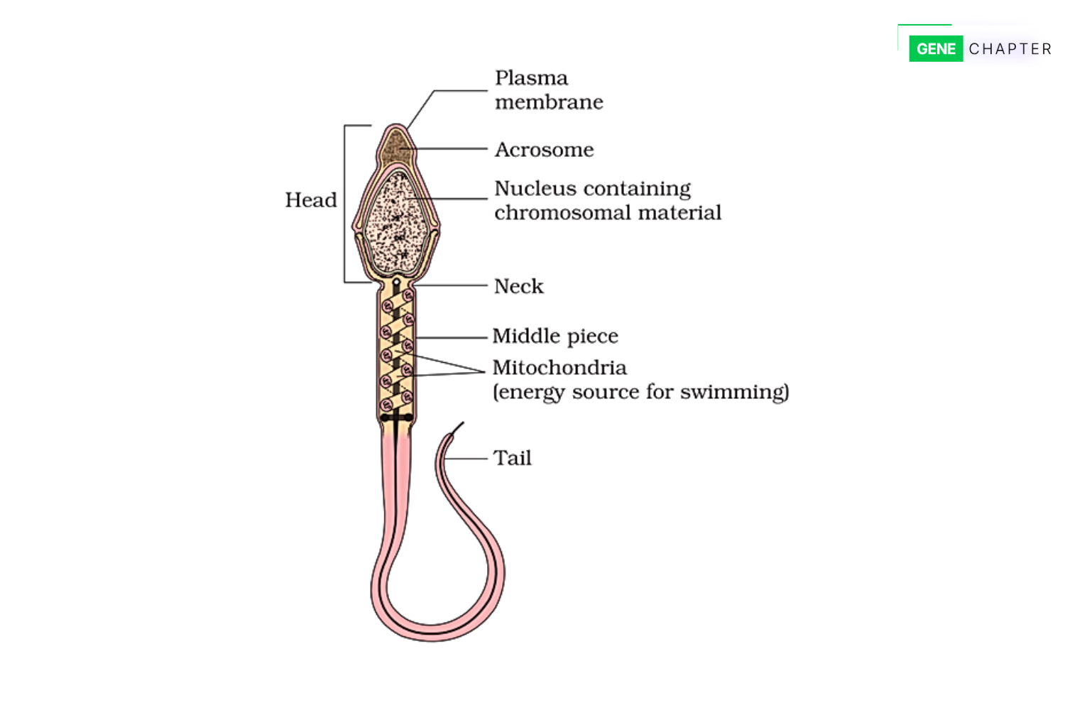 structure of the sperm cell
