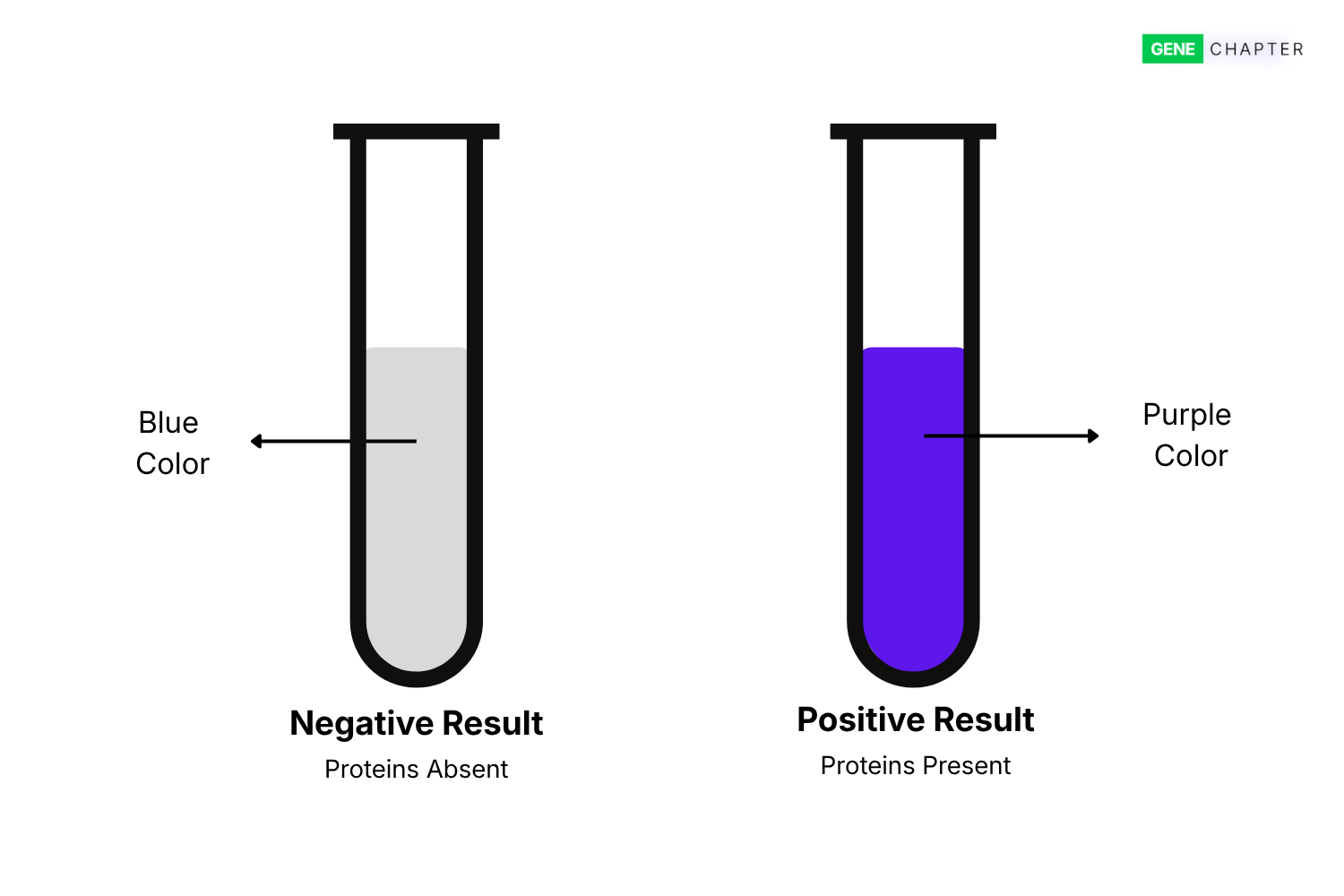 Biuret Test for Protein: Principle, Procedure, Result and Uses