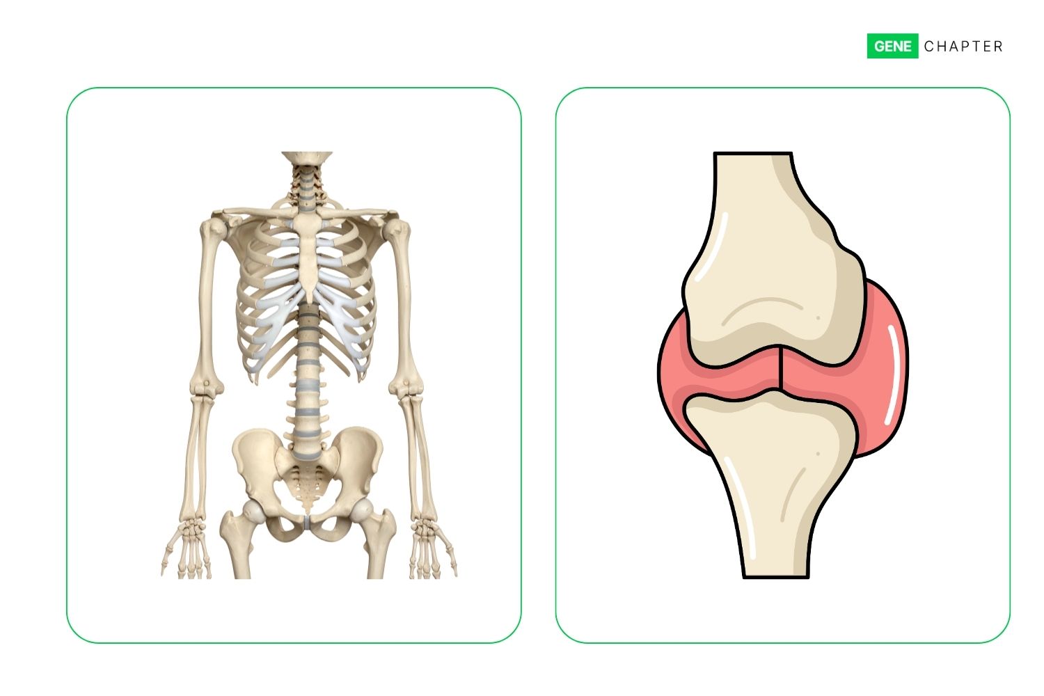 Difference between Bone and Cartilage