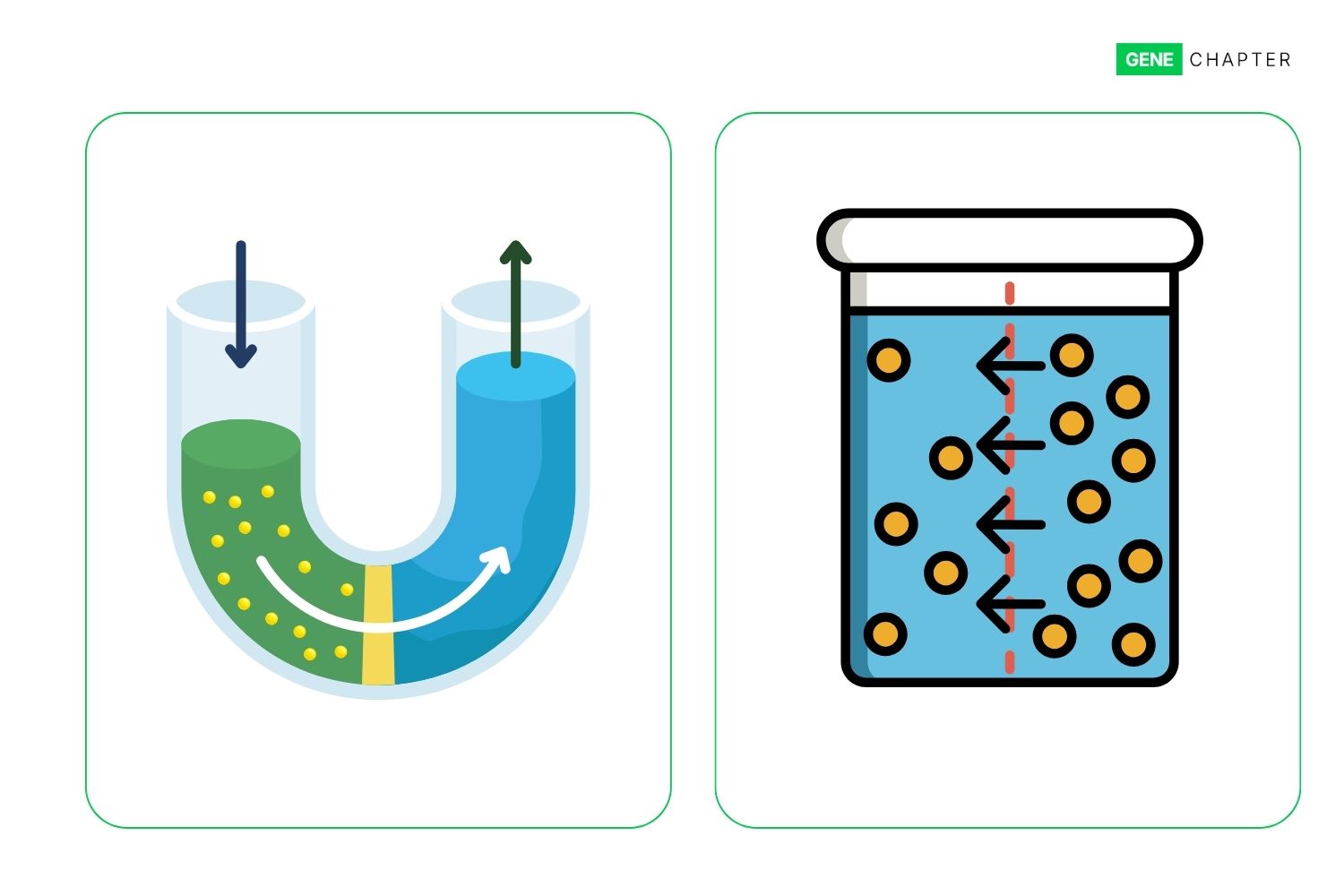 Difference between Osmosis and Diffusion