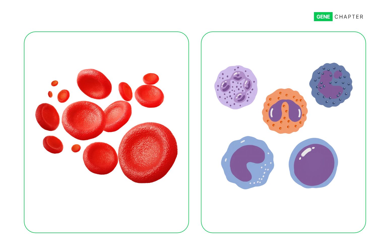 Difference between Red Blood Cells and White Blood Cells