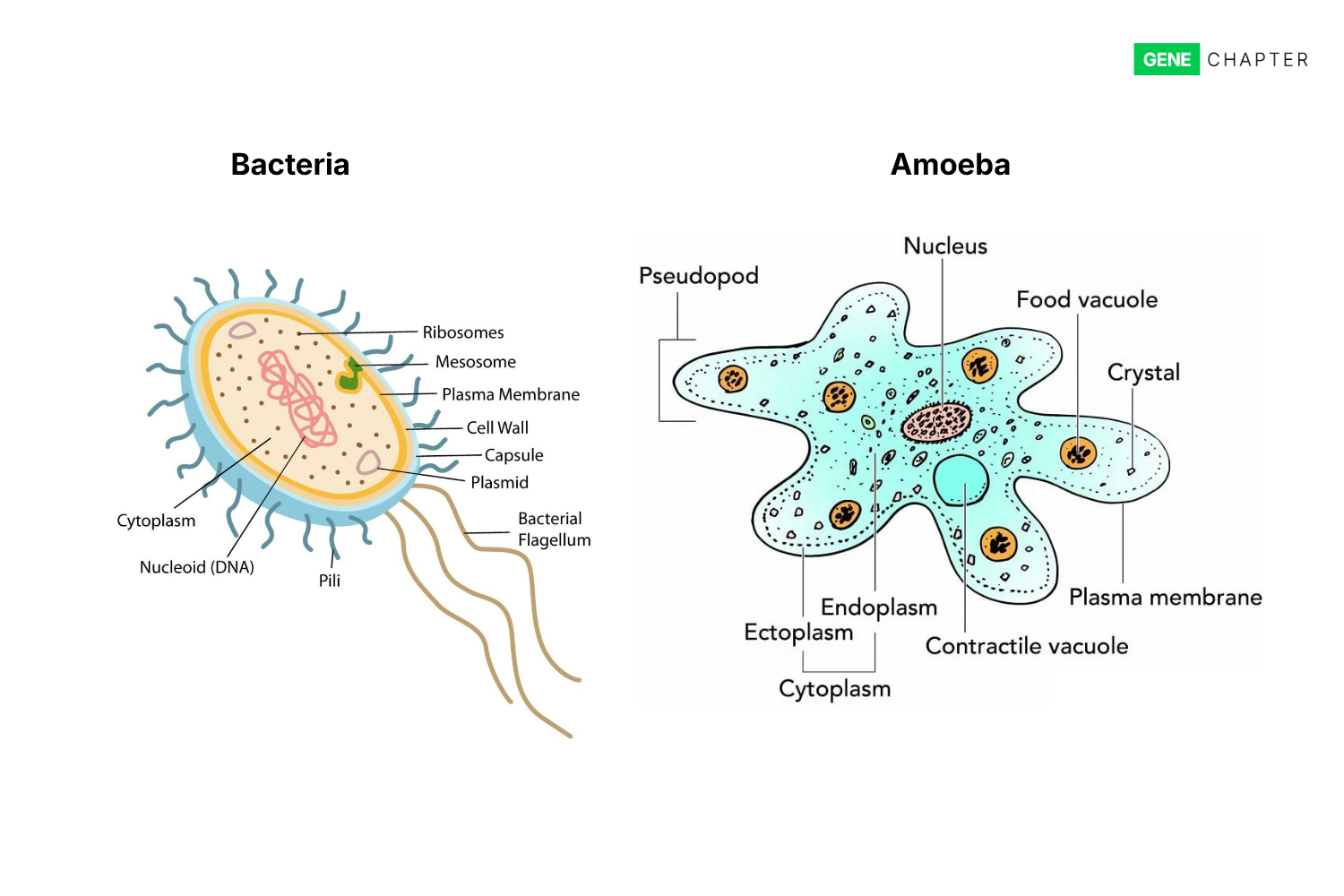 Differences between Bacteria and Amoeba