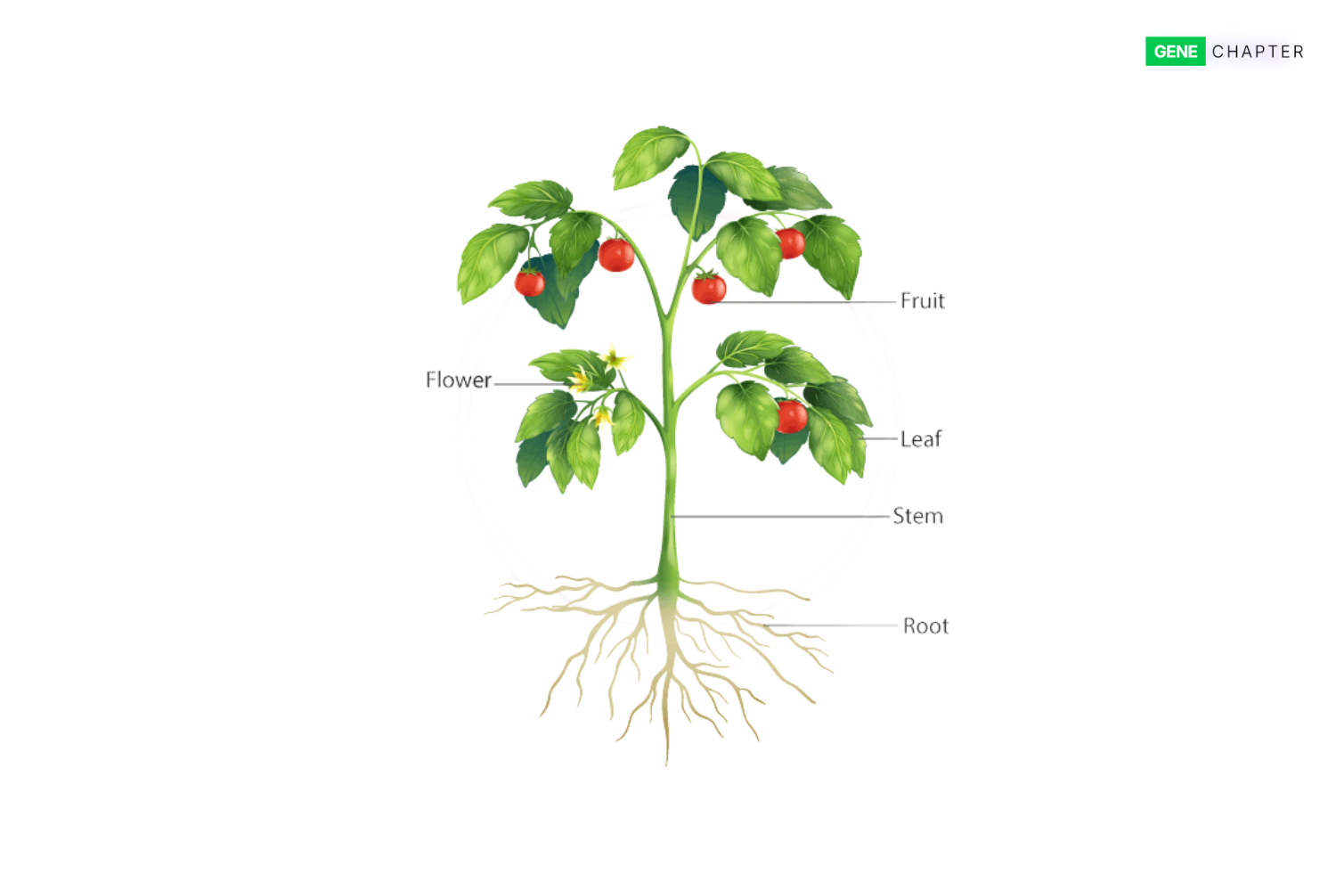 Parts of a Plant: Structure and Functions with Labelled Diagram